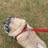 Peitoral para Cachorro Step In Aquarela Rubi